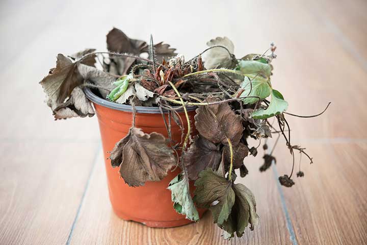 Комнатные растения вянут и болеют: о каких проблемах в доме это говорит